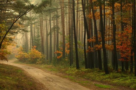 Tawbah: treading the path of paradise