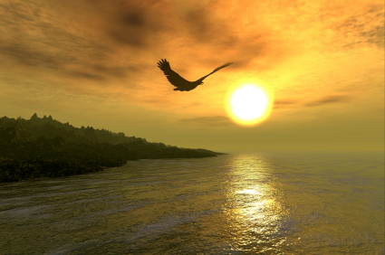 soaring-bird