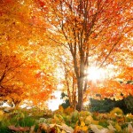 autumn tree