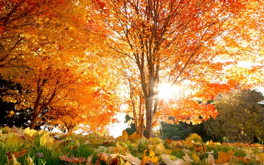 autumn tree